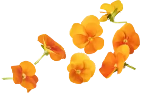 Eetbare bloem Viooltjes oranje 22st.